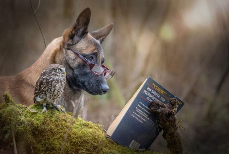 Perro y búho son amigos inseparables