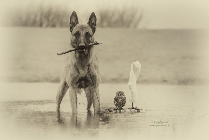 Perro y búho son amigos inseparables