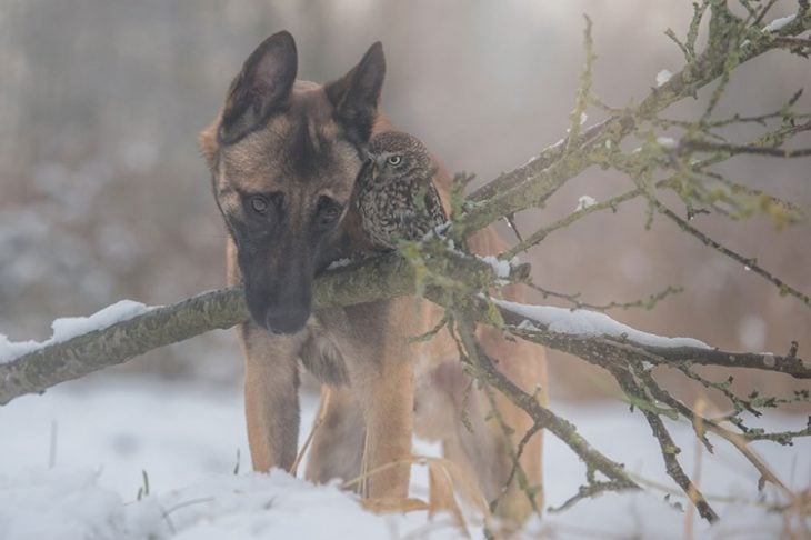 Perro y búho son amigos inseparables