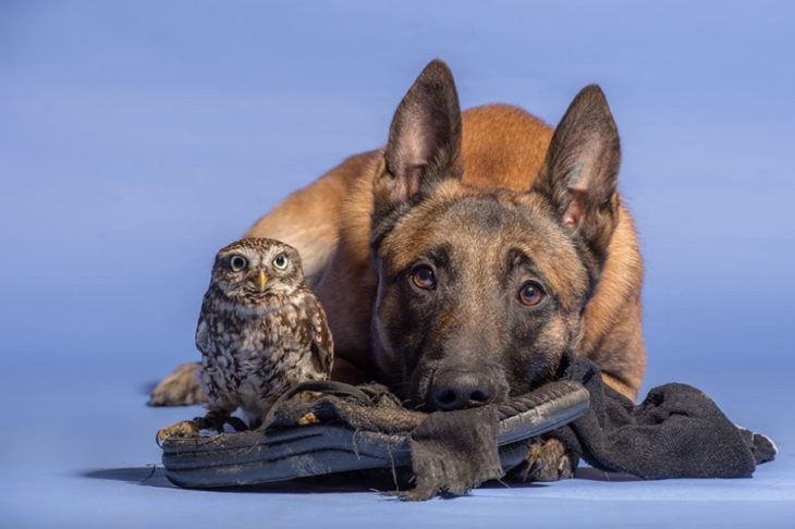 Perro y búho son amigos inseparables