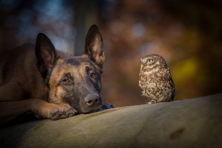 Perro y búho son amigos inseparables