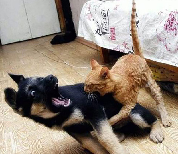 Pelea entre perro y gato