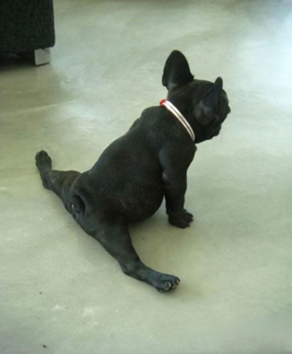 Perro haciendo un split