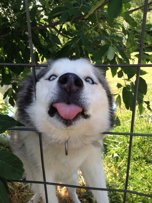 ina lamidita de perro