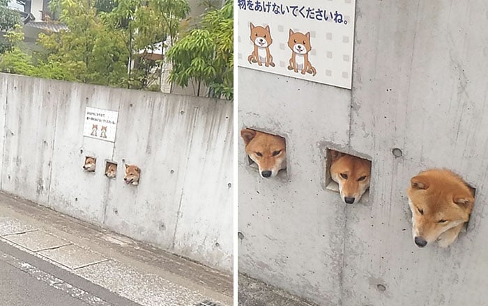 perros en pared