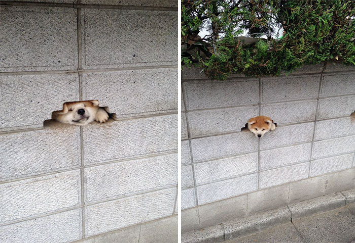 perro scando l acabeza de muro