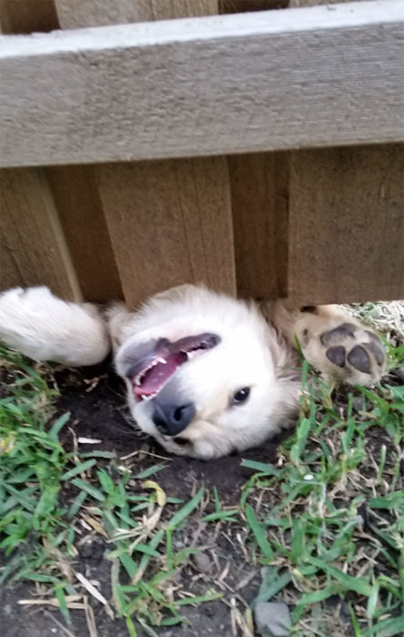 perro sacando la cabeza