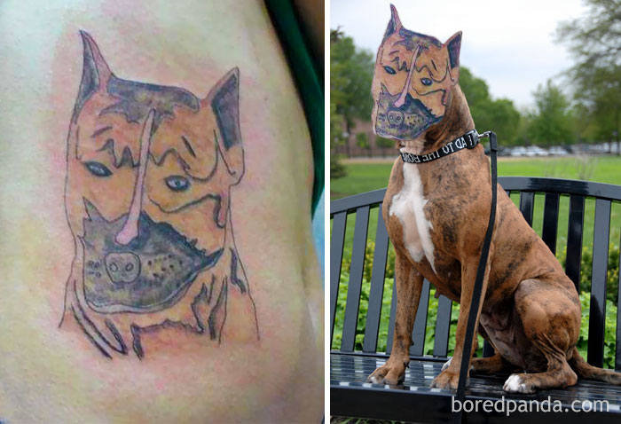 perro tatu