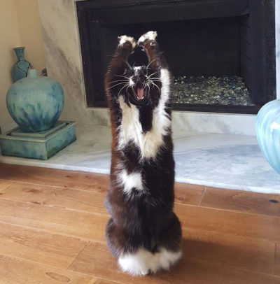 Este gato pone las patas en el aire y nadie sabe porqué