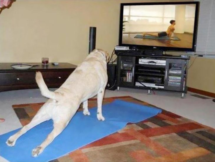 Perro viendo clase de yoga