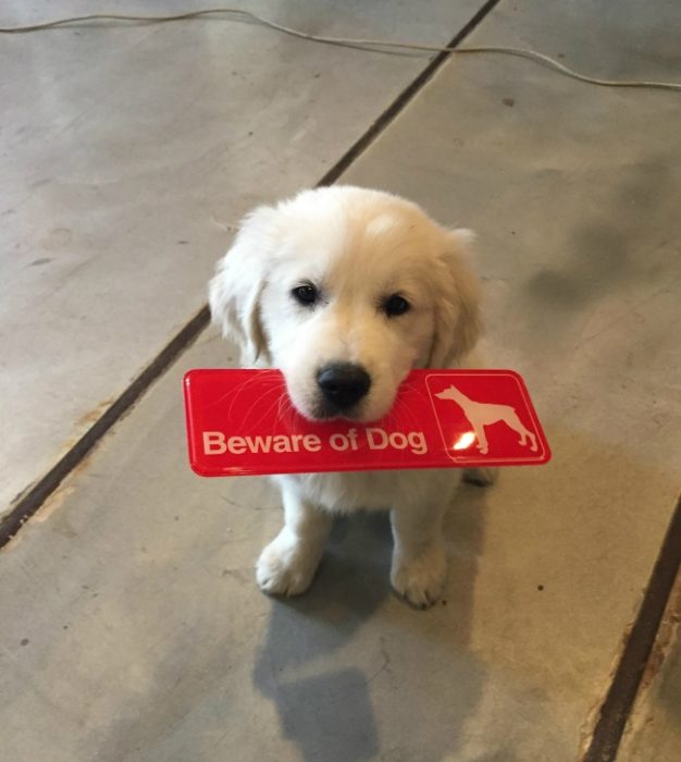 cachorro sosteniendo un cartel en su hocico 