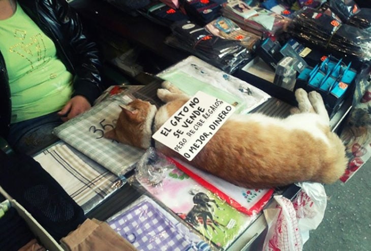 gato con un anuncio en su costado, recostado sobre mercancia en venta