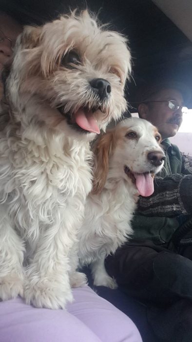 dos perritos con hombre en coche