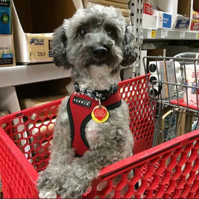 perrito en carro de compras