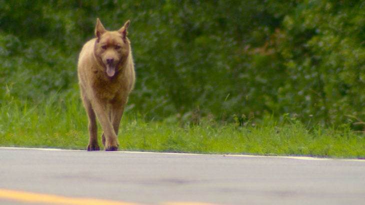 perro caminando