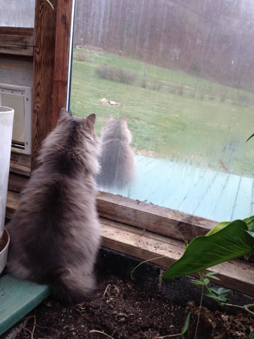 gato que se contempla a sí mismo