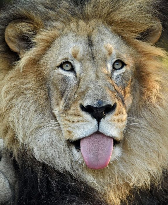 león sacando la lengua