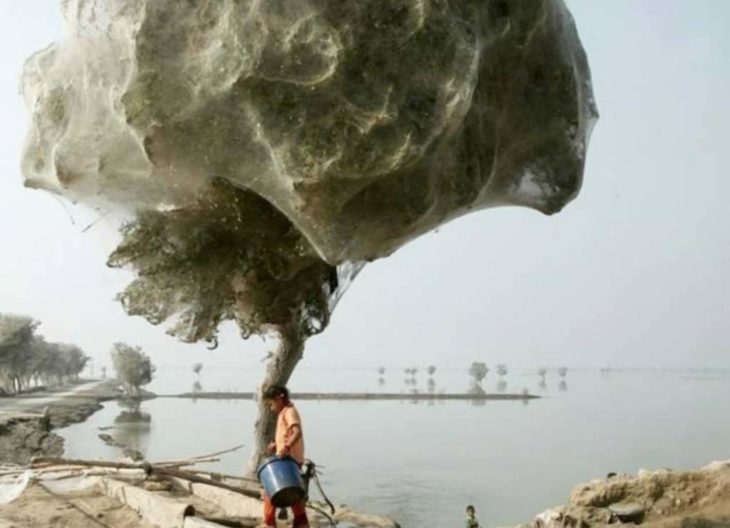 árbol cubierto de telarañas