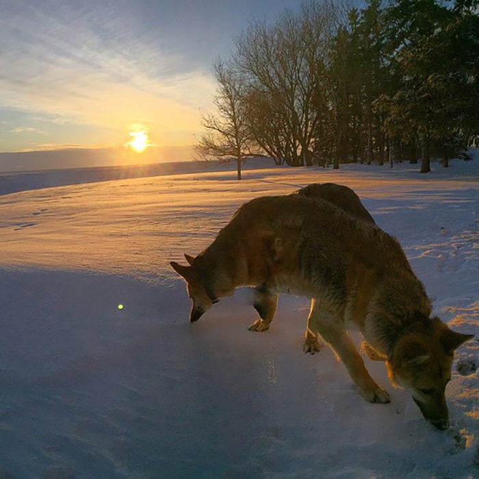 perro de dos cabezas porque se tomó la foto mal 