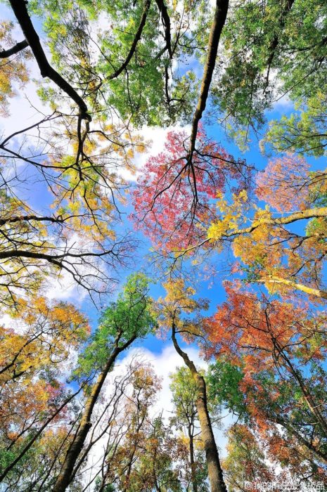 colores del otoño en hojas de árboles 