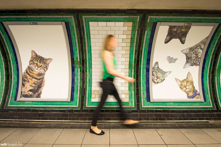 fotos de gatos en estación de metro londres 