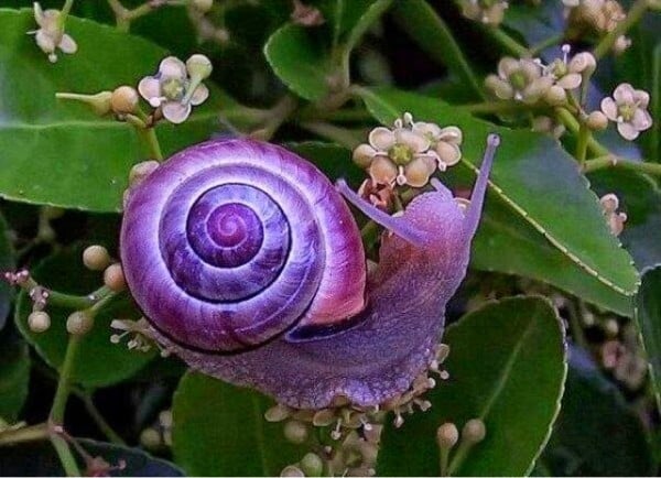 caracol púrpura
