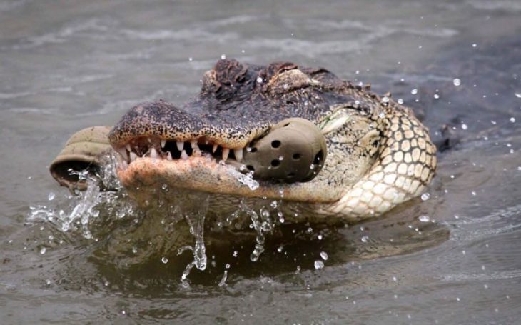 cocodrilo comiendo crocs