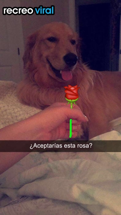 mano de persona dando una flor dibujada a un perro