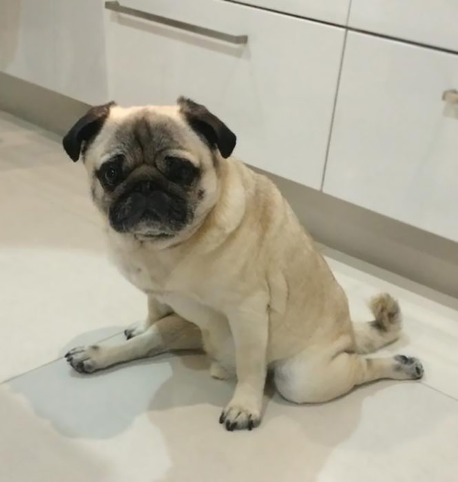 pug haciendo split 