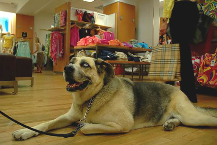 perro recostado en tienda departamental