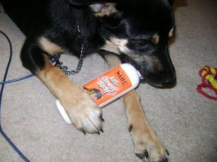 perrito masticando una botella