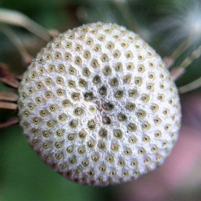 botón de flor