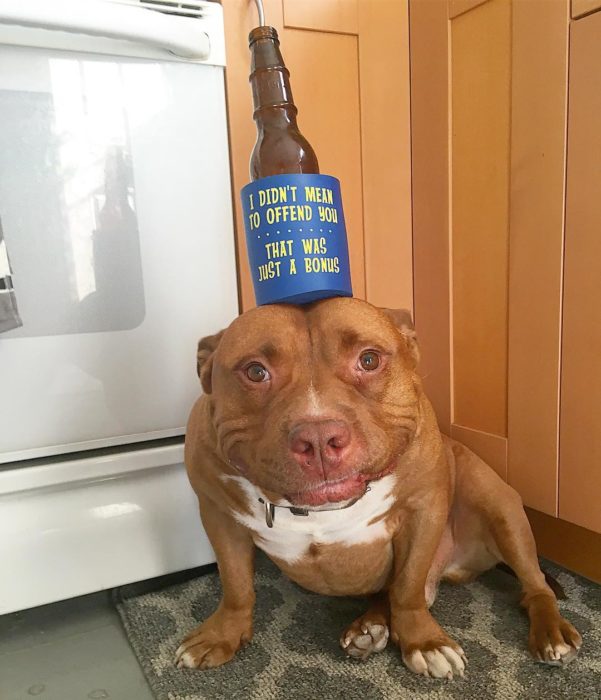 perrito con cerveza en la cabeza