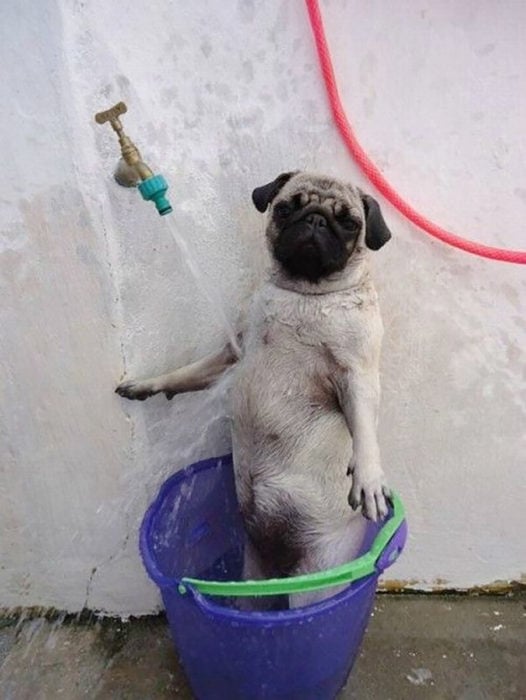 pug duchándose