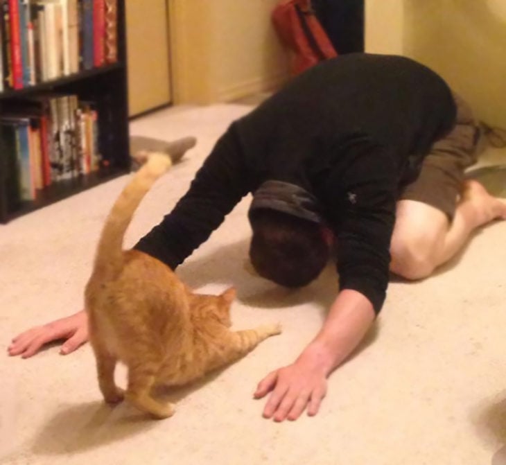 gato y dueño haciendo yoga