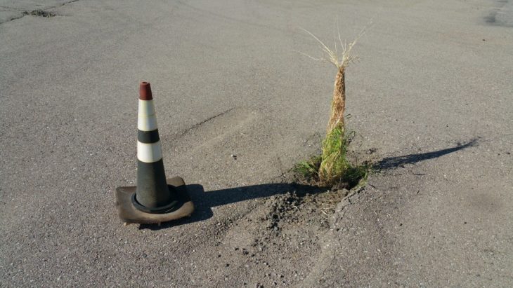 plantas que crecieron dentro de un cono vial