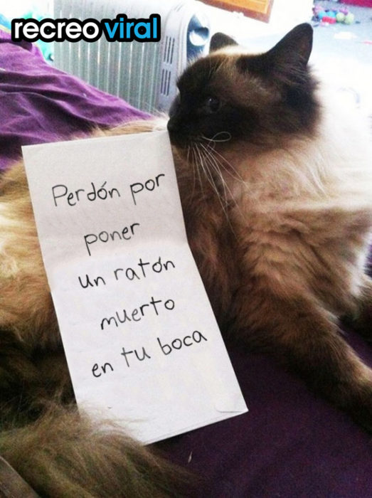 gato con nota