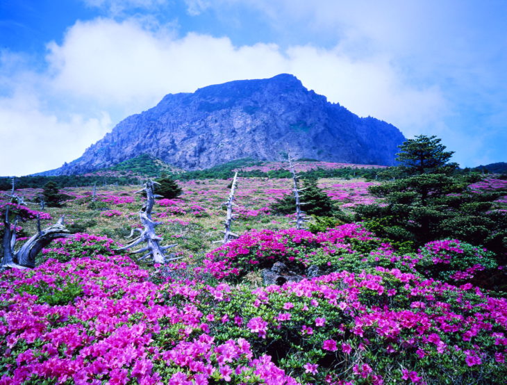 campos de jeju do