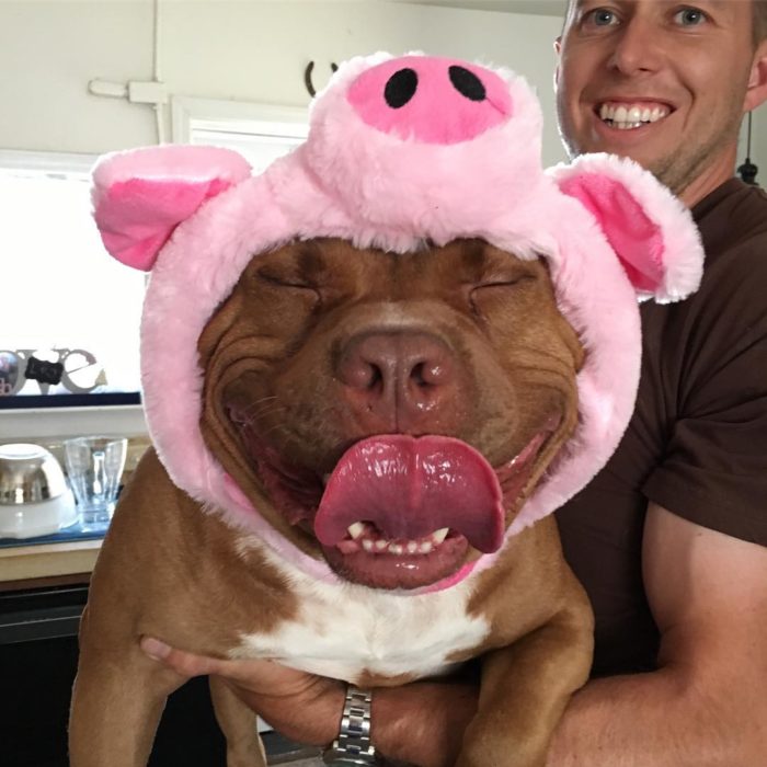 perrito con gorro de cerdito