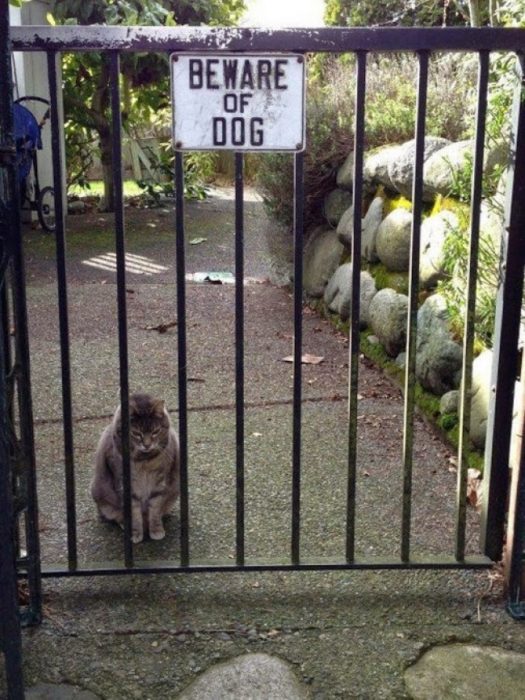 gato tras una reja