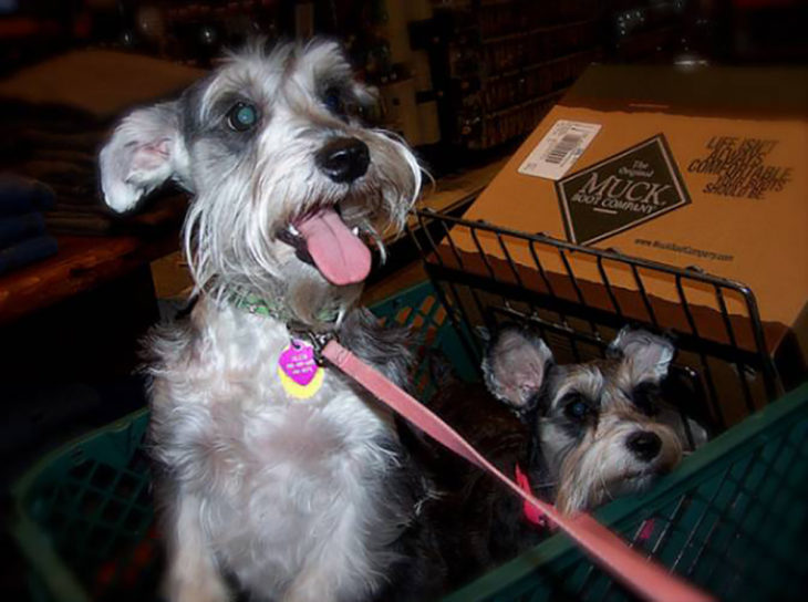 dos perros en carrito de compras