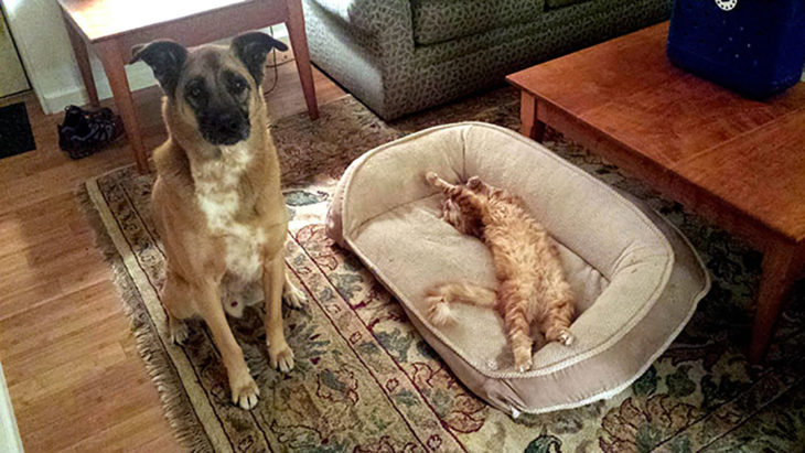 gato dormido en cama de perro