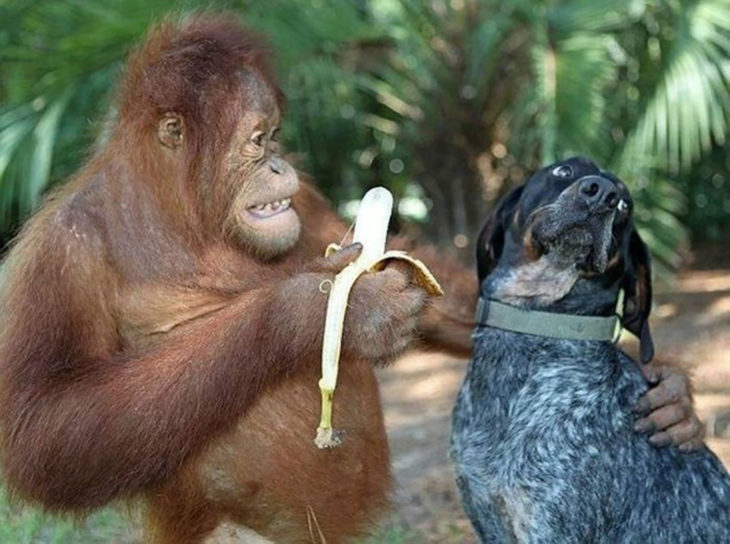 primate, banana y perro