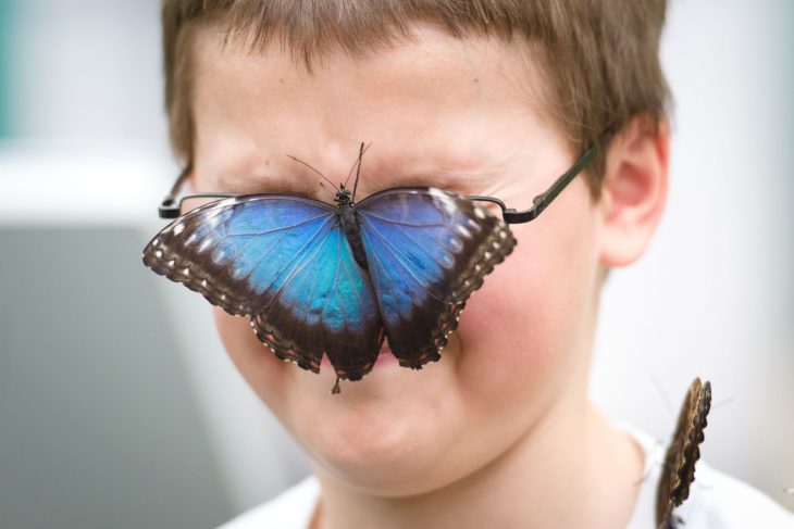 mariposa posa en los lentes de un niño