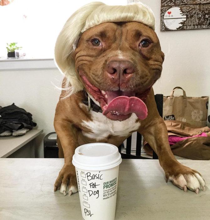 pitbull con café