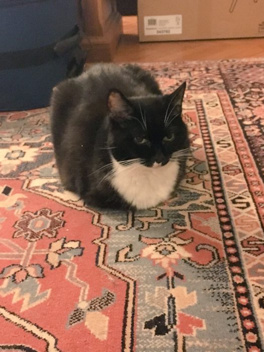 gato con el pecho claro recostado sobre un alfombra