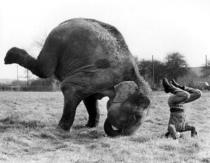 elefante haciendo yoga