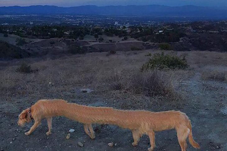 perro largo y con 8 patas