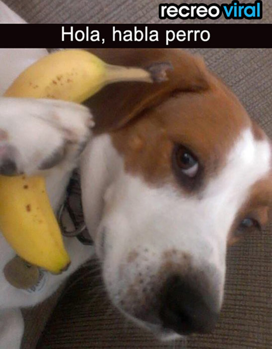 perro con banana