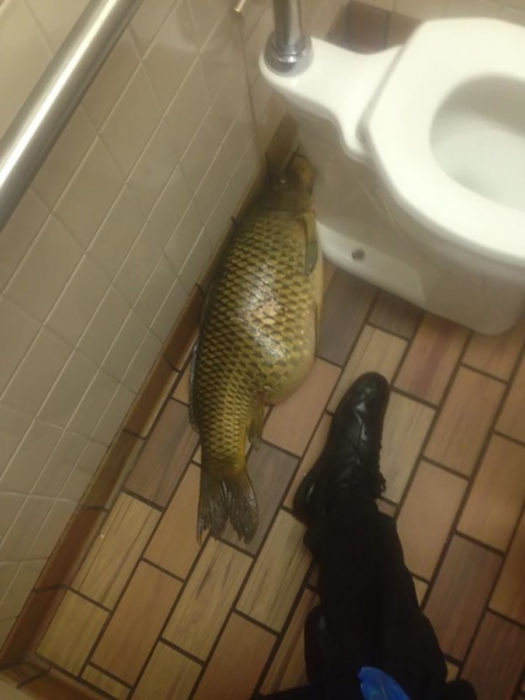 pez en el piso de un baño